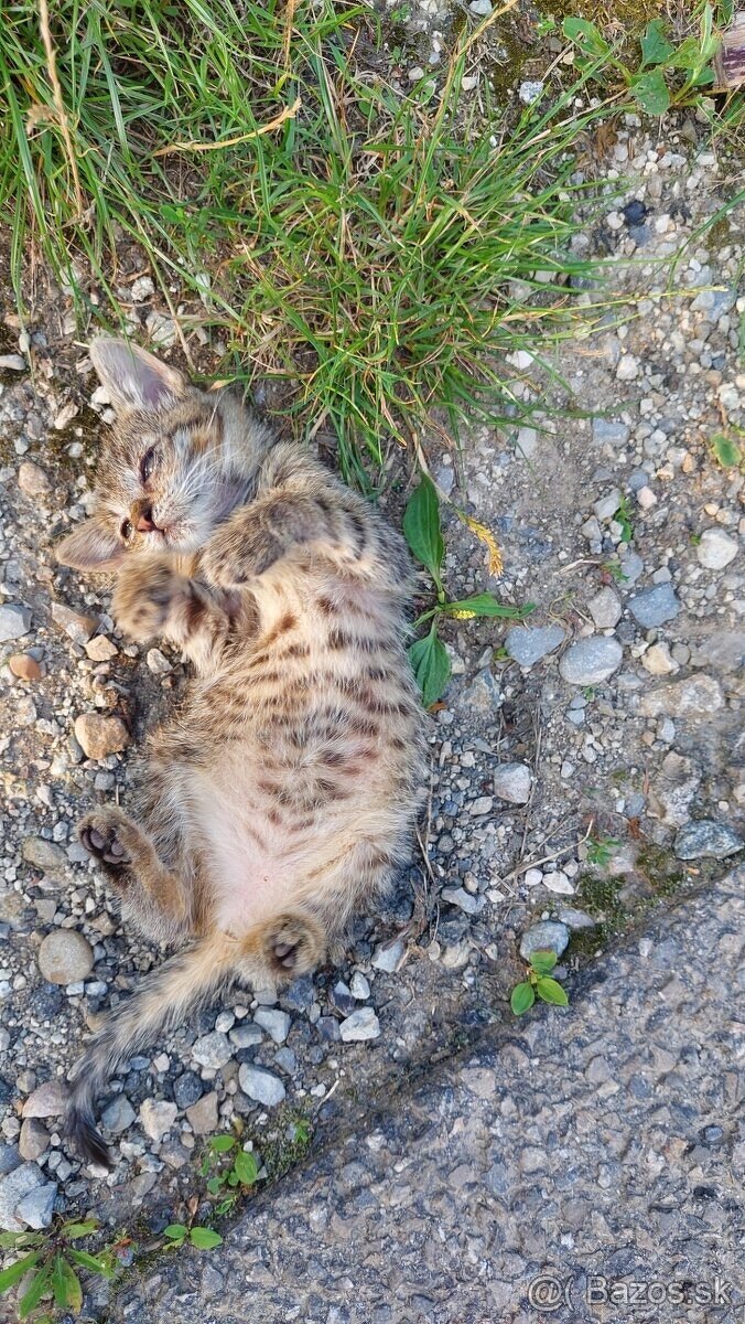 Nájdeme bezpečný domov pre dve nájdené mačiatka?