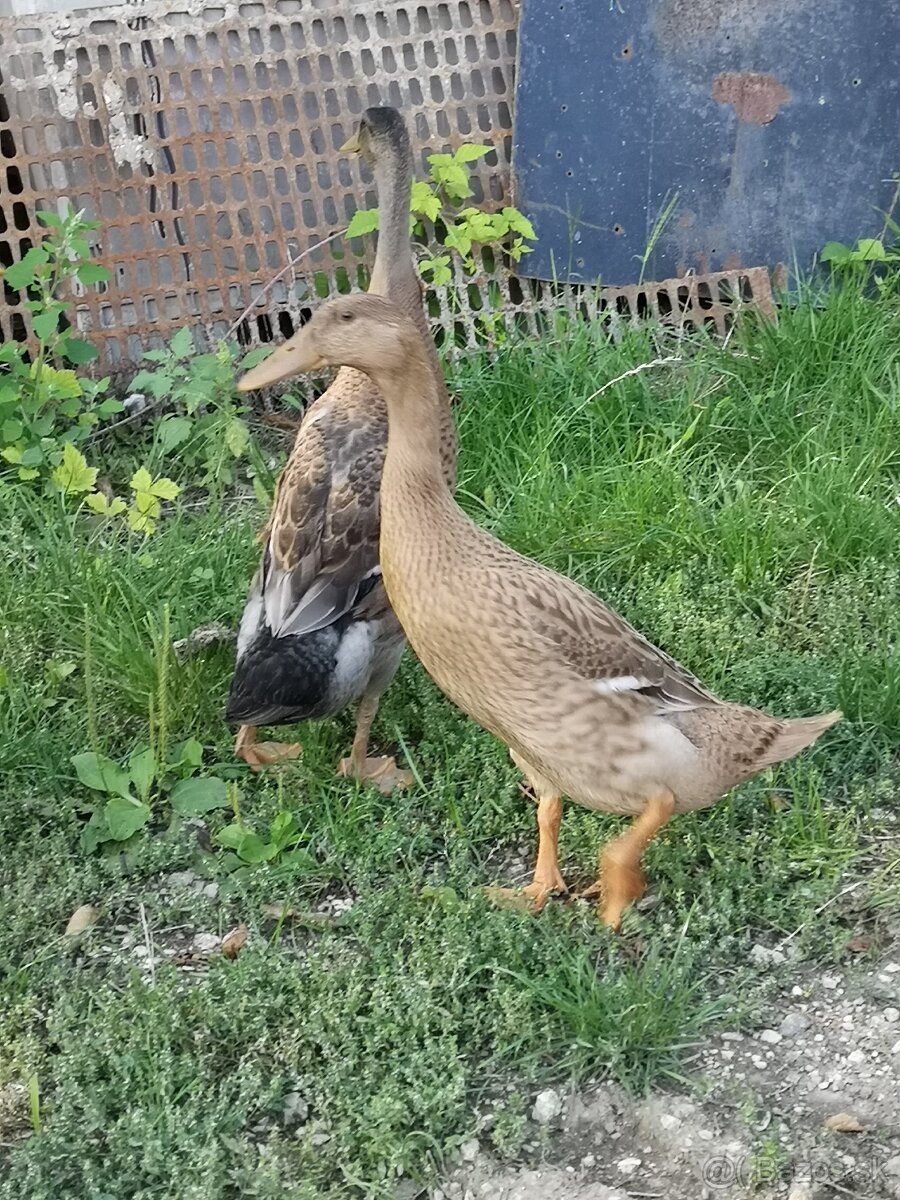 Indicke bežce