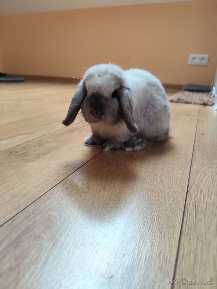 Mini Lop králik