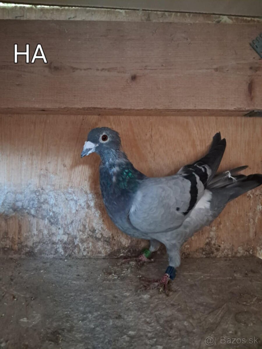 Poštové Holuby