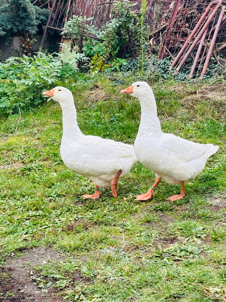 Slivenky bieli Gunar