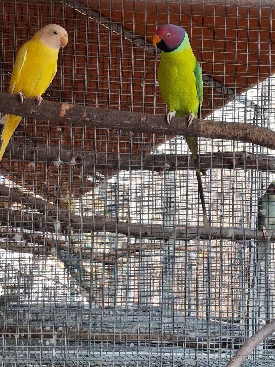 Alexander cervenohlavy lutino