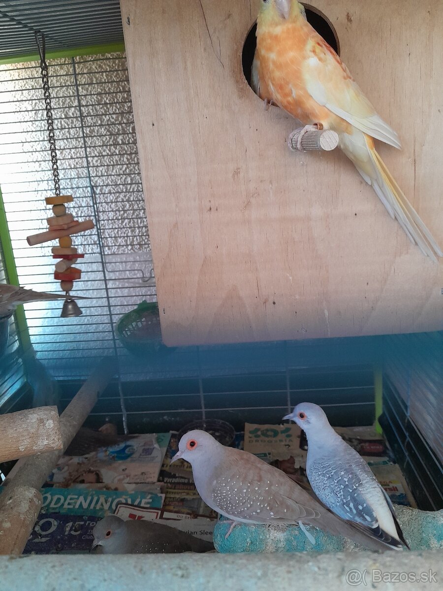 Holupku   Diamantovi