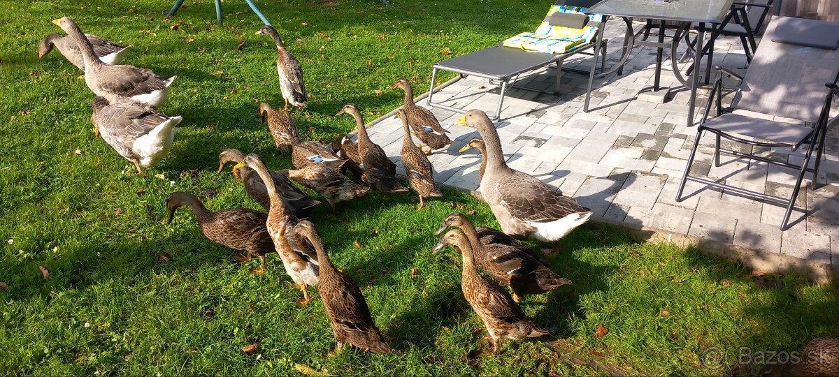 Indický bežec chovny par