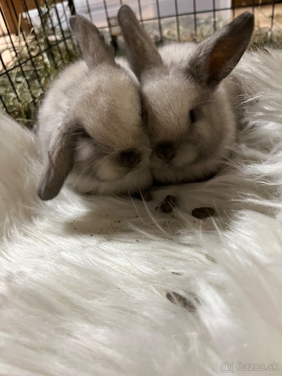 Minilop zajačik - mláďatá