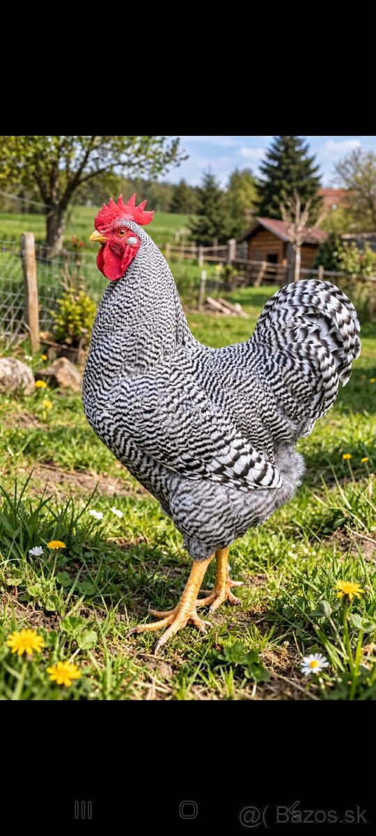 Predám kohútov