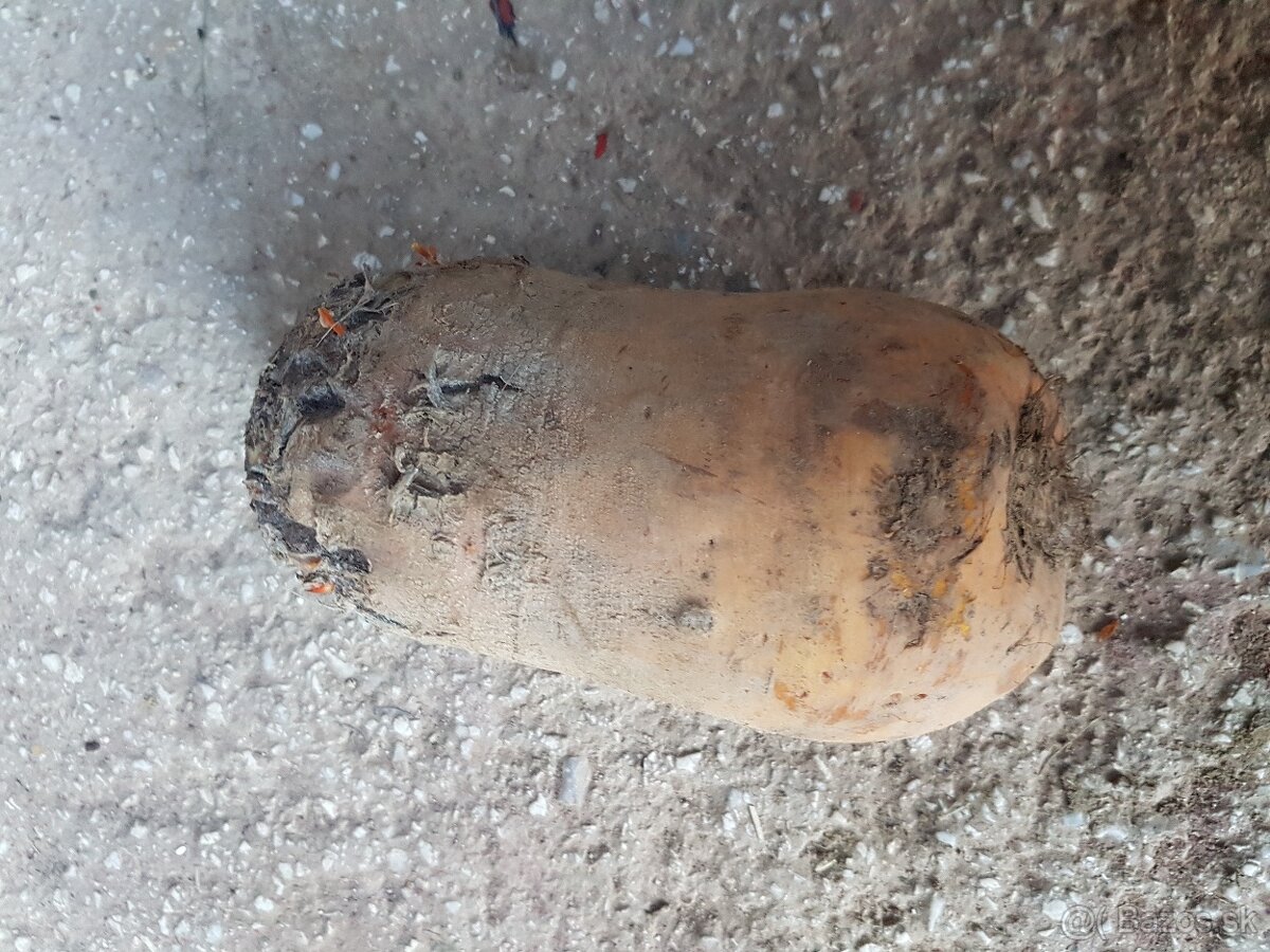 Repa