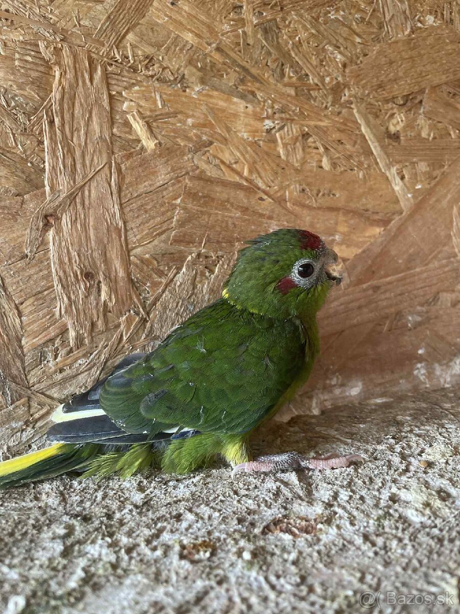 Kakariky