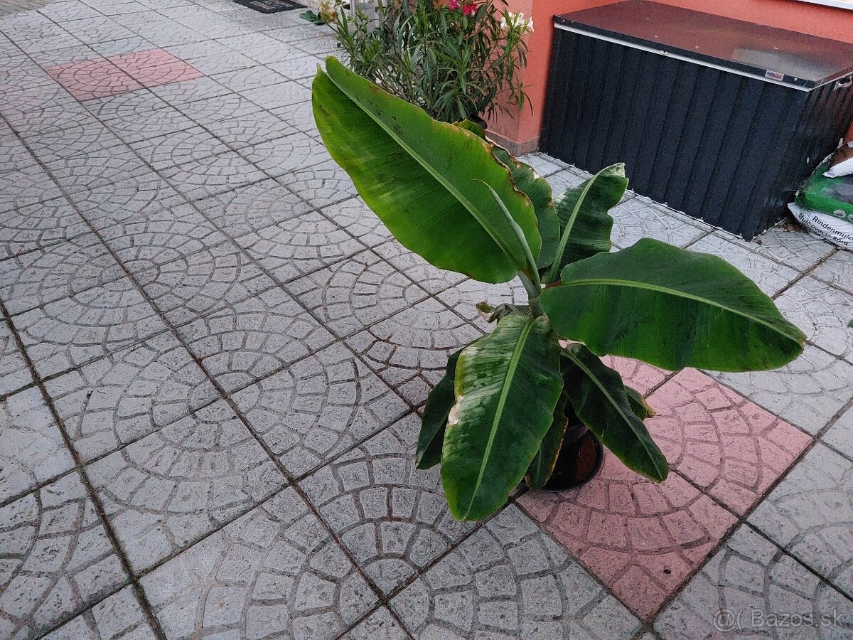 Predam bananovnik