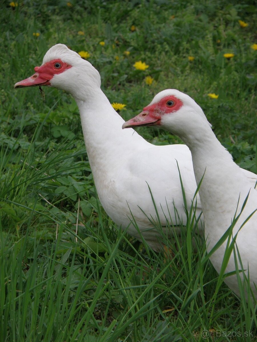 Kačica