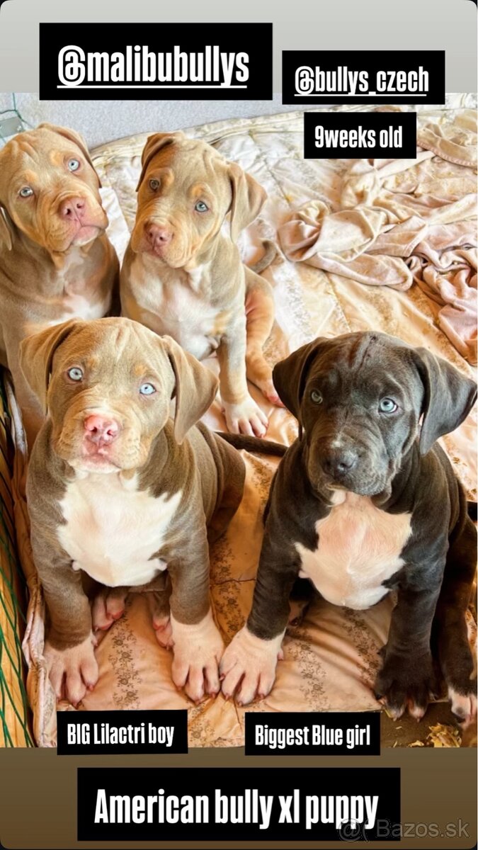 American bully xl/xxl s PP