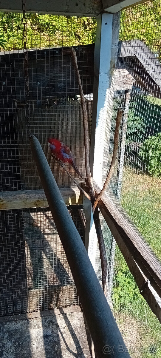 papagaje