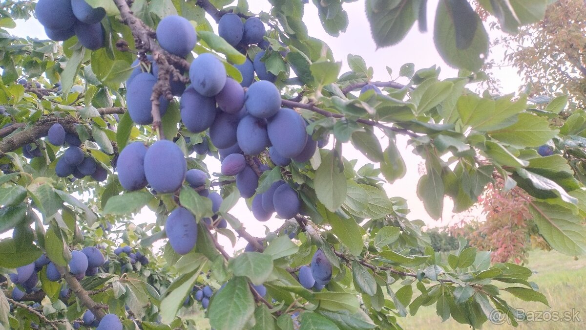 Predám BIO ovocie Hrušky a Slivky