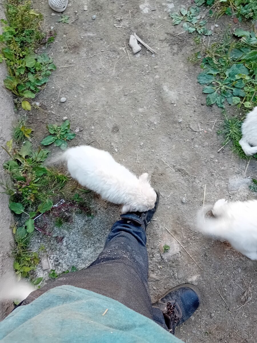 Slovenský čuvač. Psík
