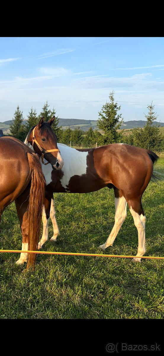 Aph American paint horse valach 2024 s pp