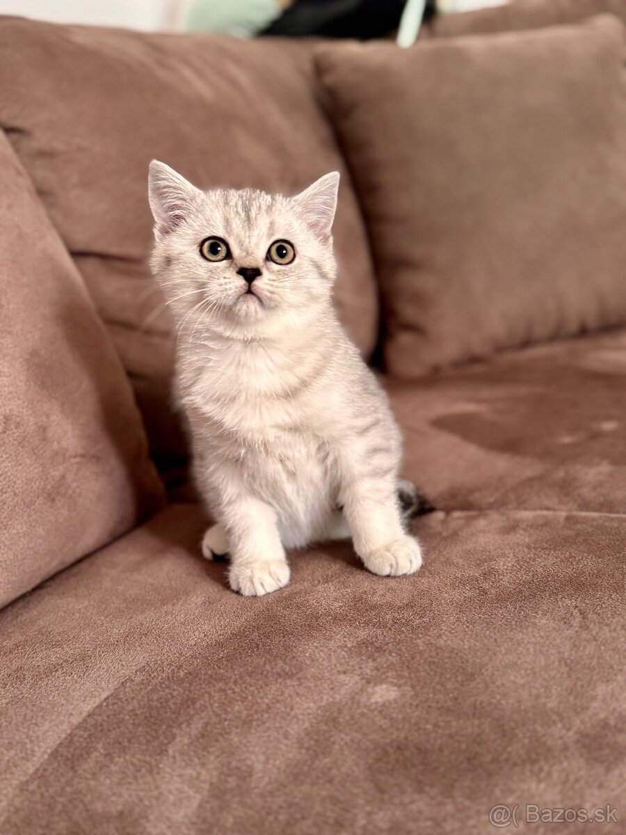 Skotska klapoucha macka, scottish straight s PP