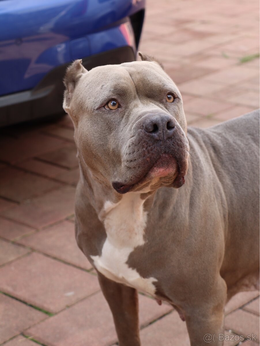 Hľadám domov / adopcia