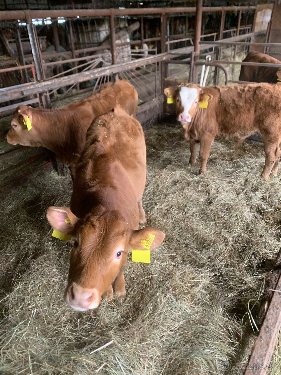 Predám teľatá S50L50, 6ks