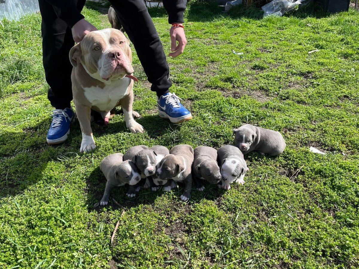 American Bully