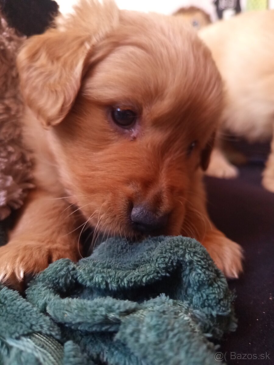Šteniatko plemena zlatý retriever čistokrvný