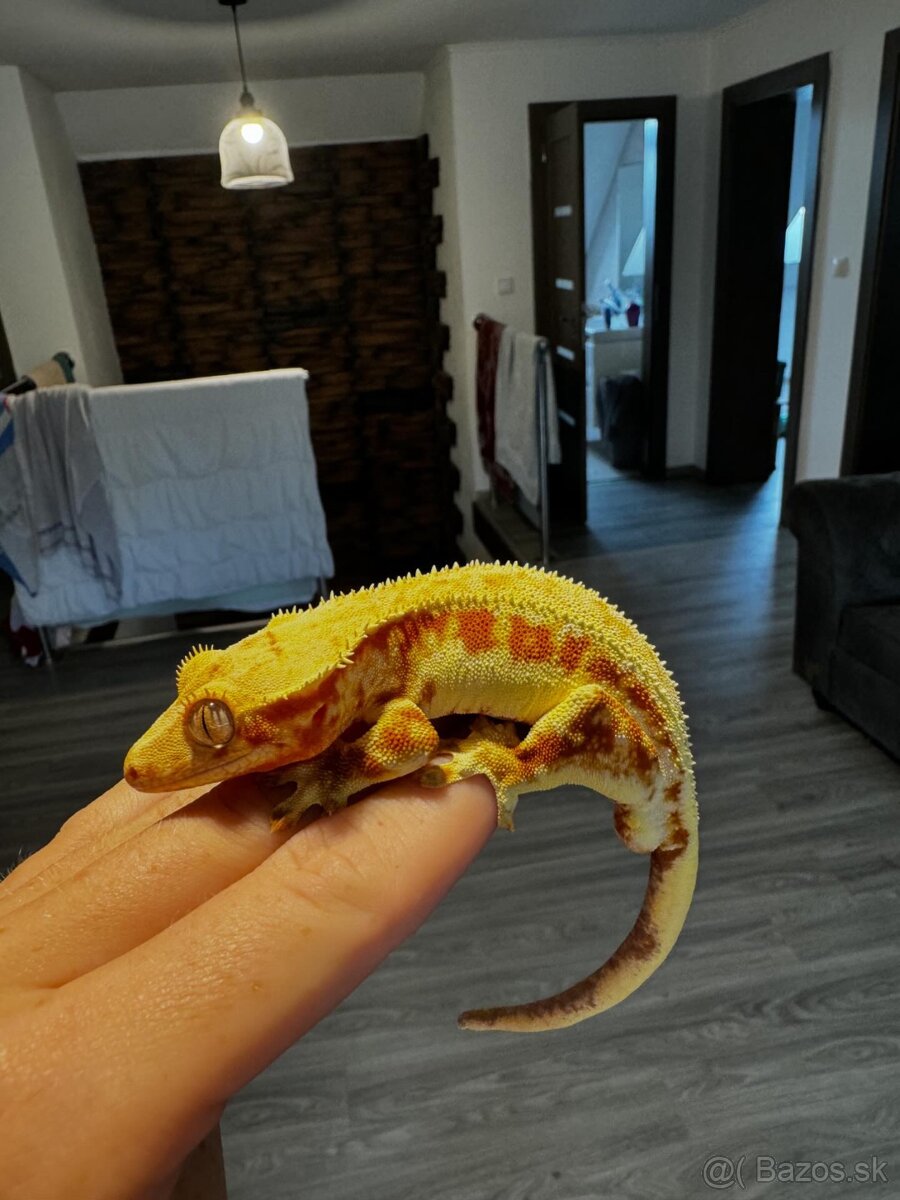 Pagekon riasnaty