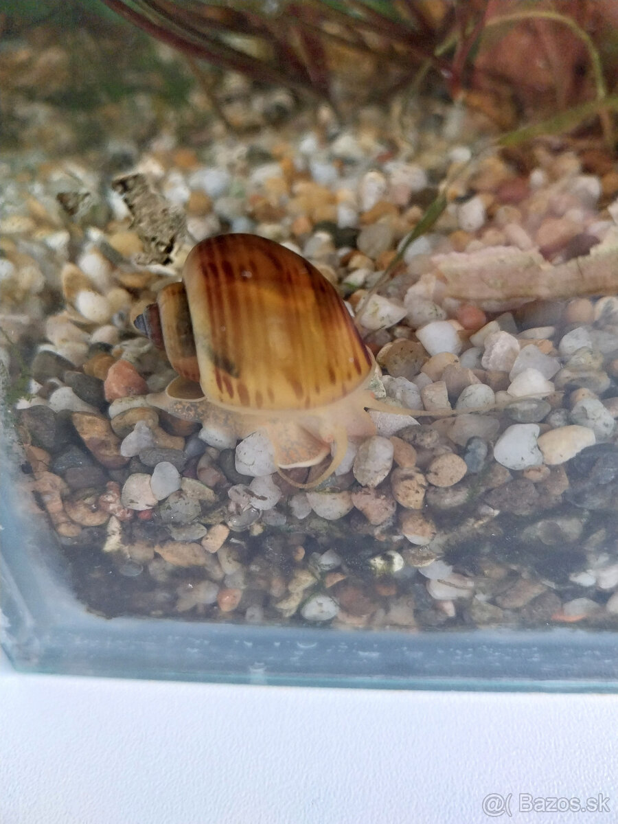 Ampulárie