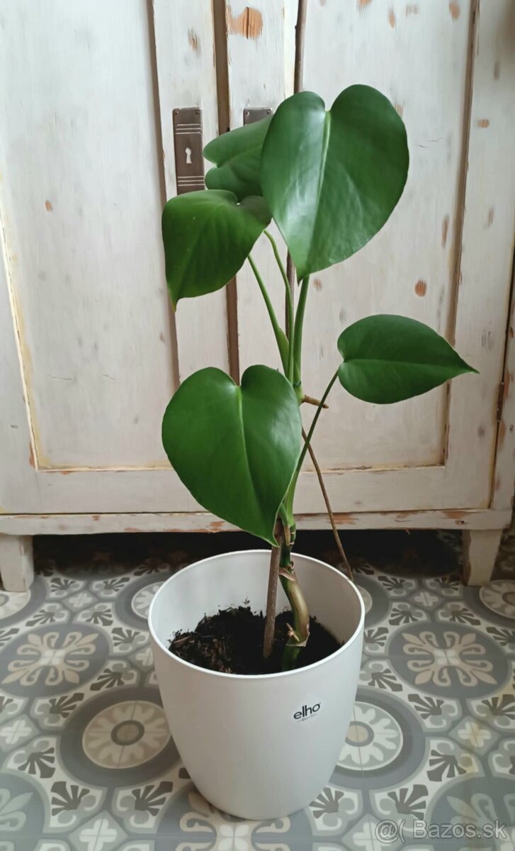 Monstera deliciosa