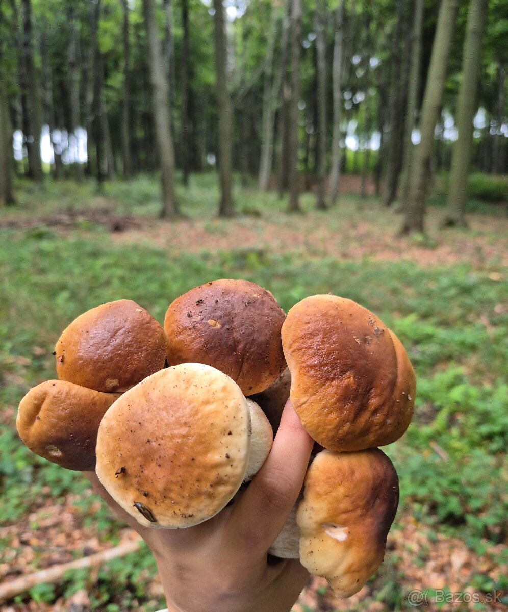 Sušené dubaky