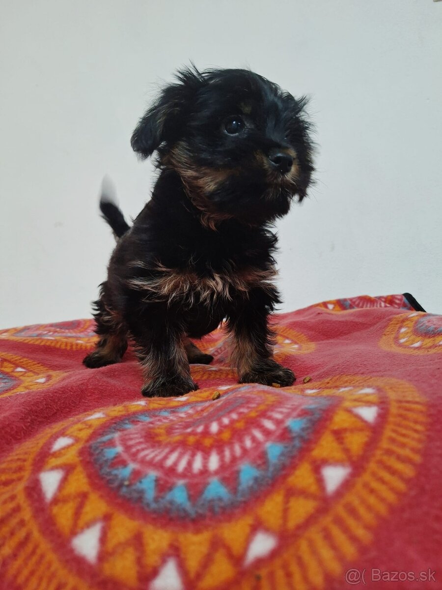 Yorkšhir,york,yorkšhirsky terier