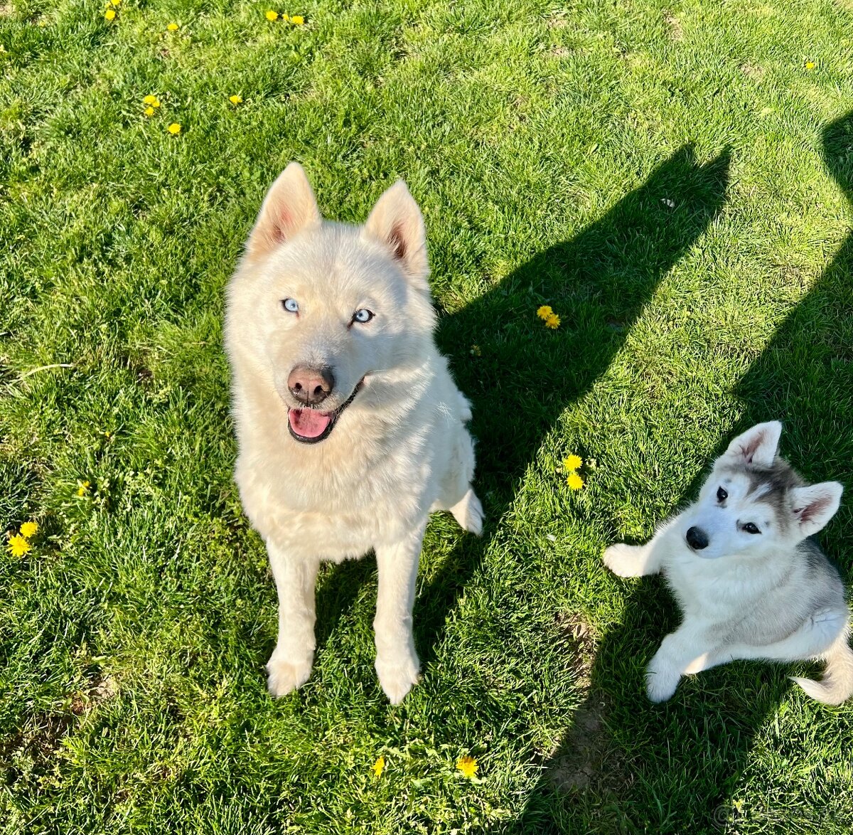 Sibírsky husky na krytie