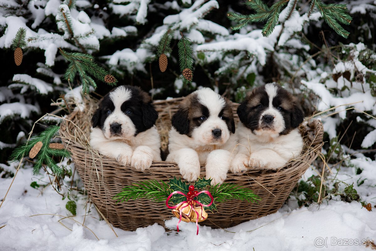 Šteňatá Moskovského strážneho psa