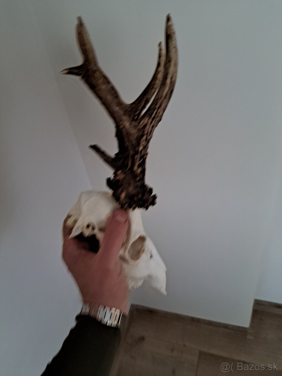 Srnec 600h parohy parozie