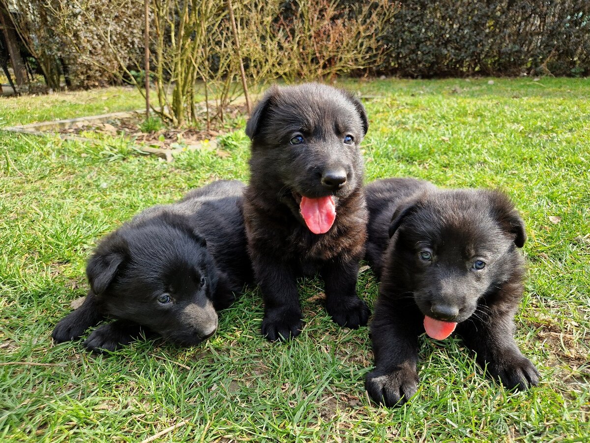 Nemecký ovčiak - šteniatka s PP