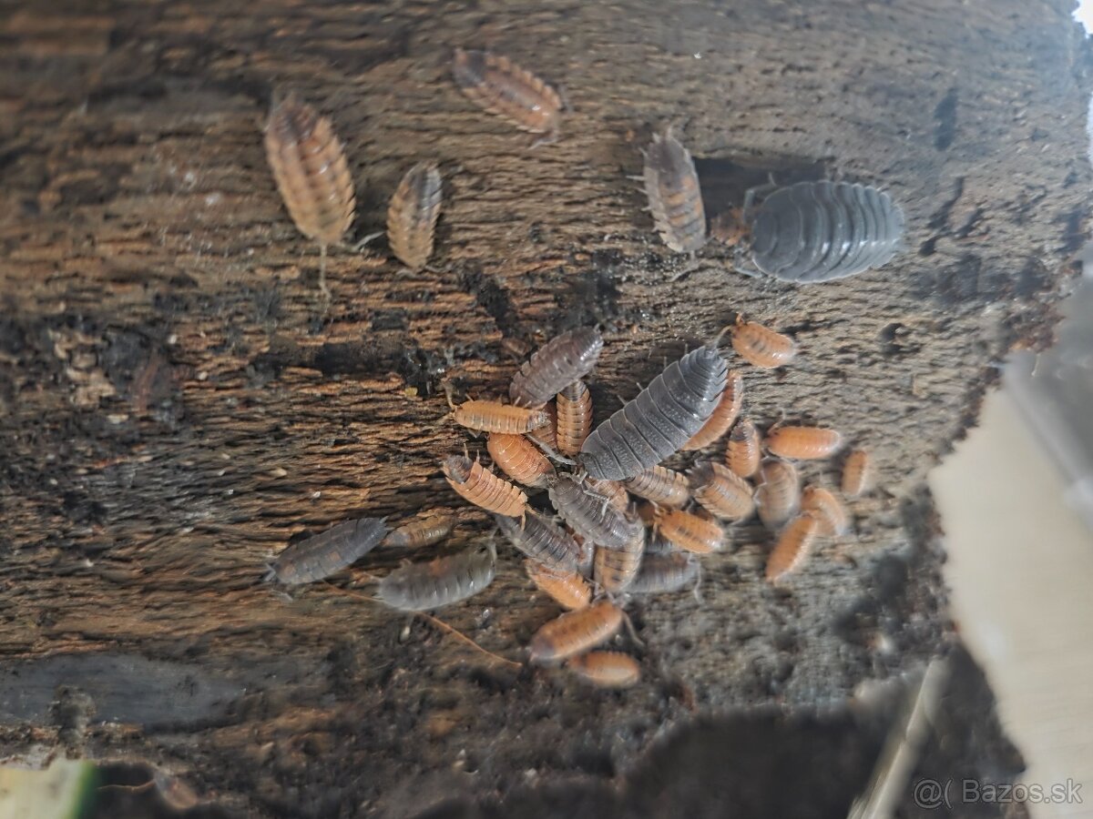 Porcellio scaber lava