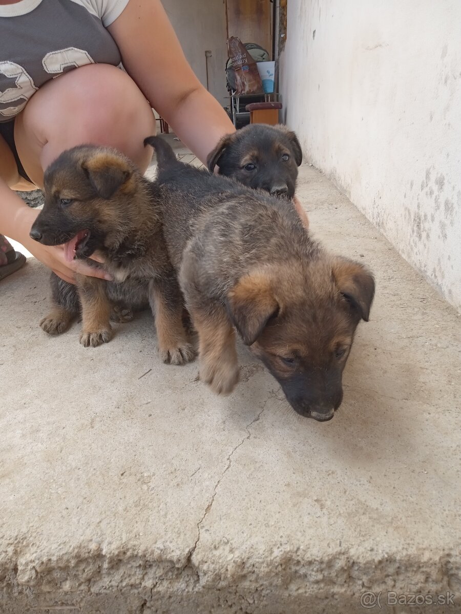 Malinois