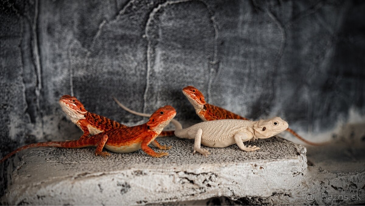 Agama bradatá – Hypo Zero(biela) a Half Monster (červená)
