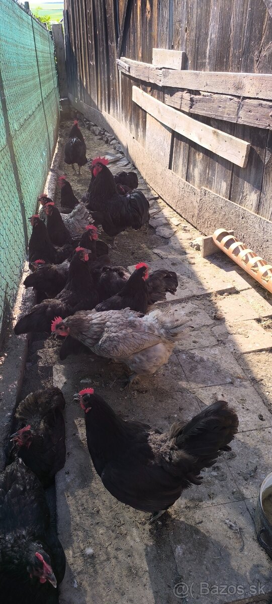 Nasadove vajcia australorp, cream legbar