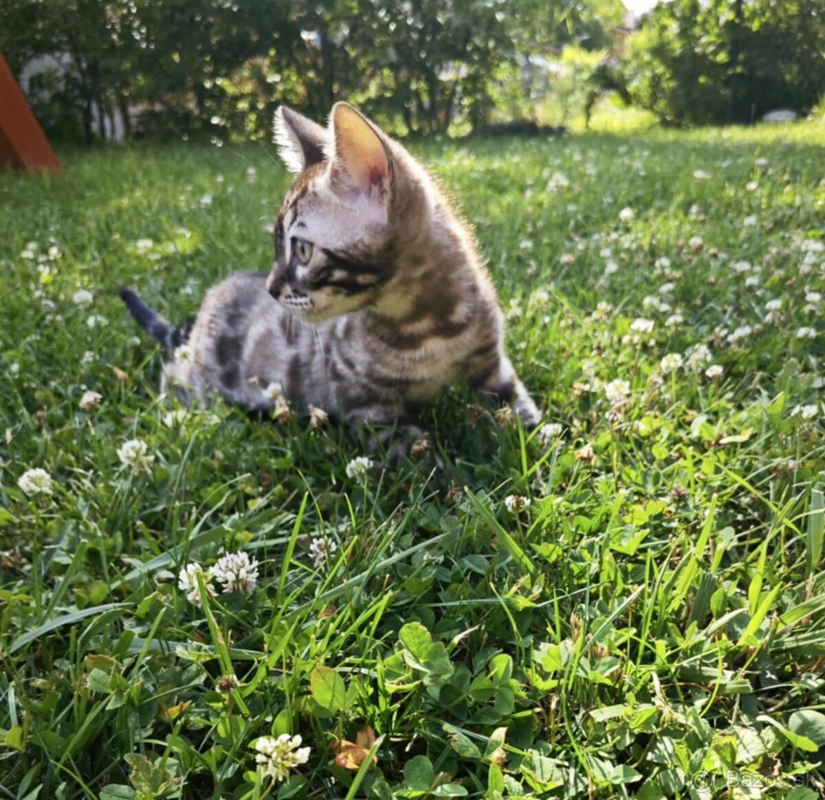Bengálska mačka,kocúr,mačiatko,Bengal