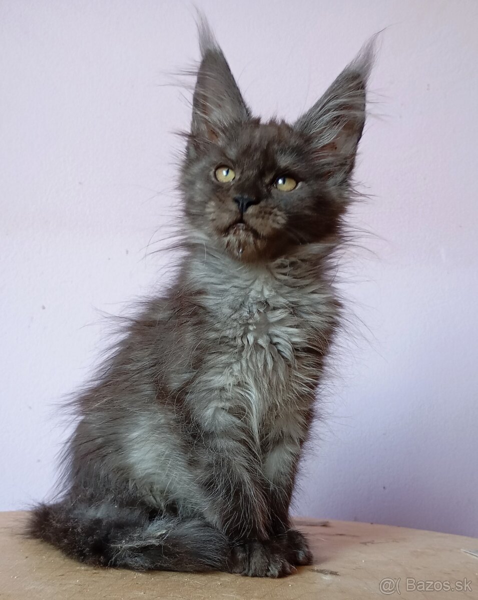 Maine Coon s PP