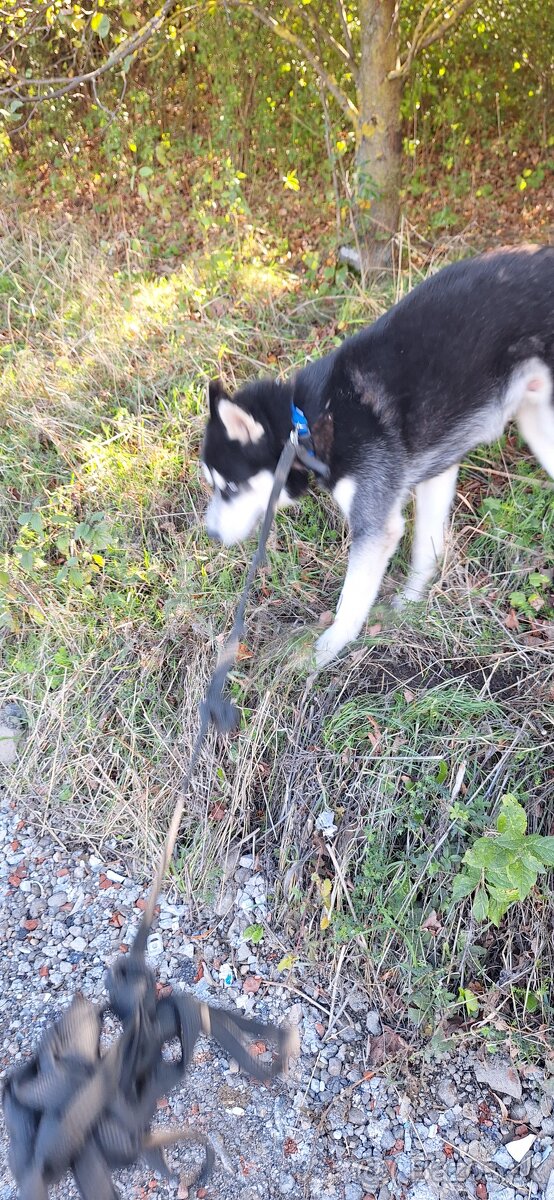 Sibirsky husky