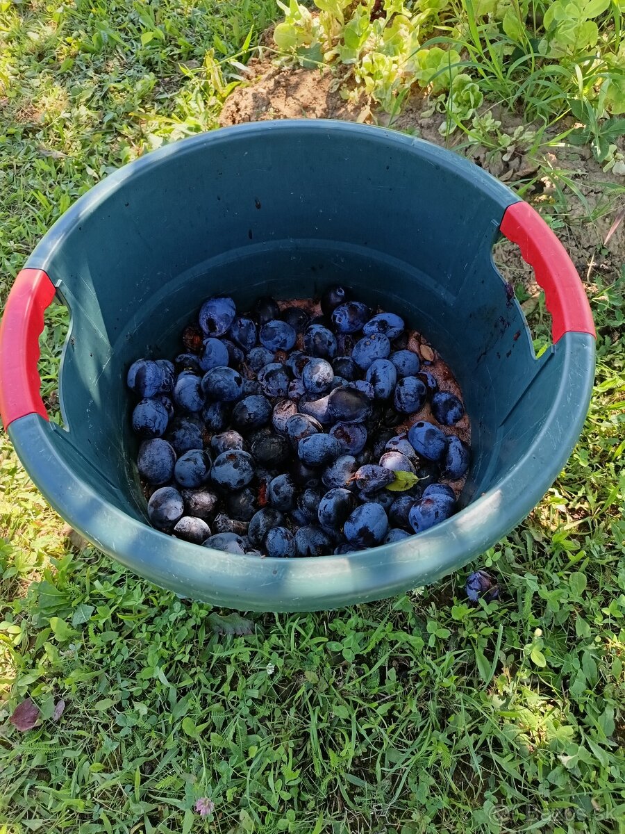 Darujem slivky na vypálenie cca 15kg