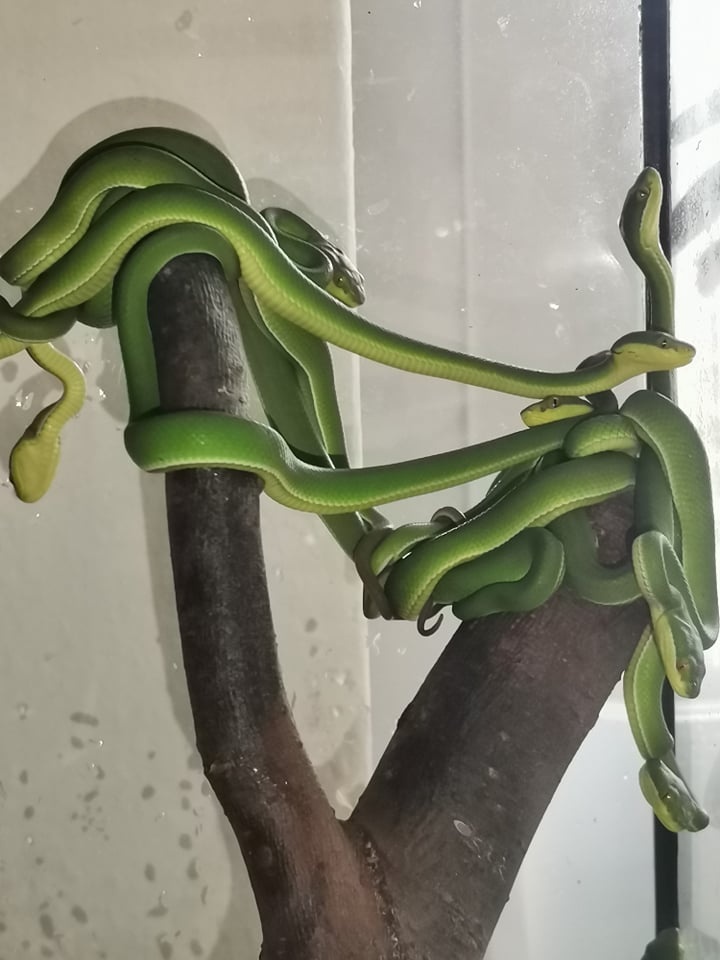 Trimeresurus albolabris