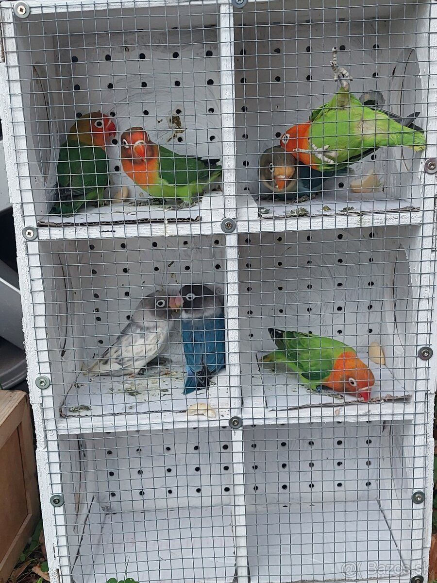 Predám agapornis