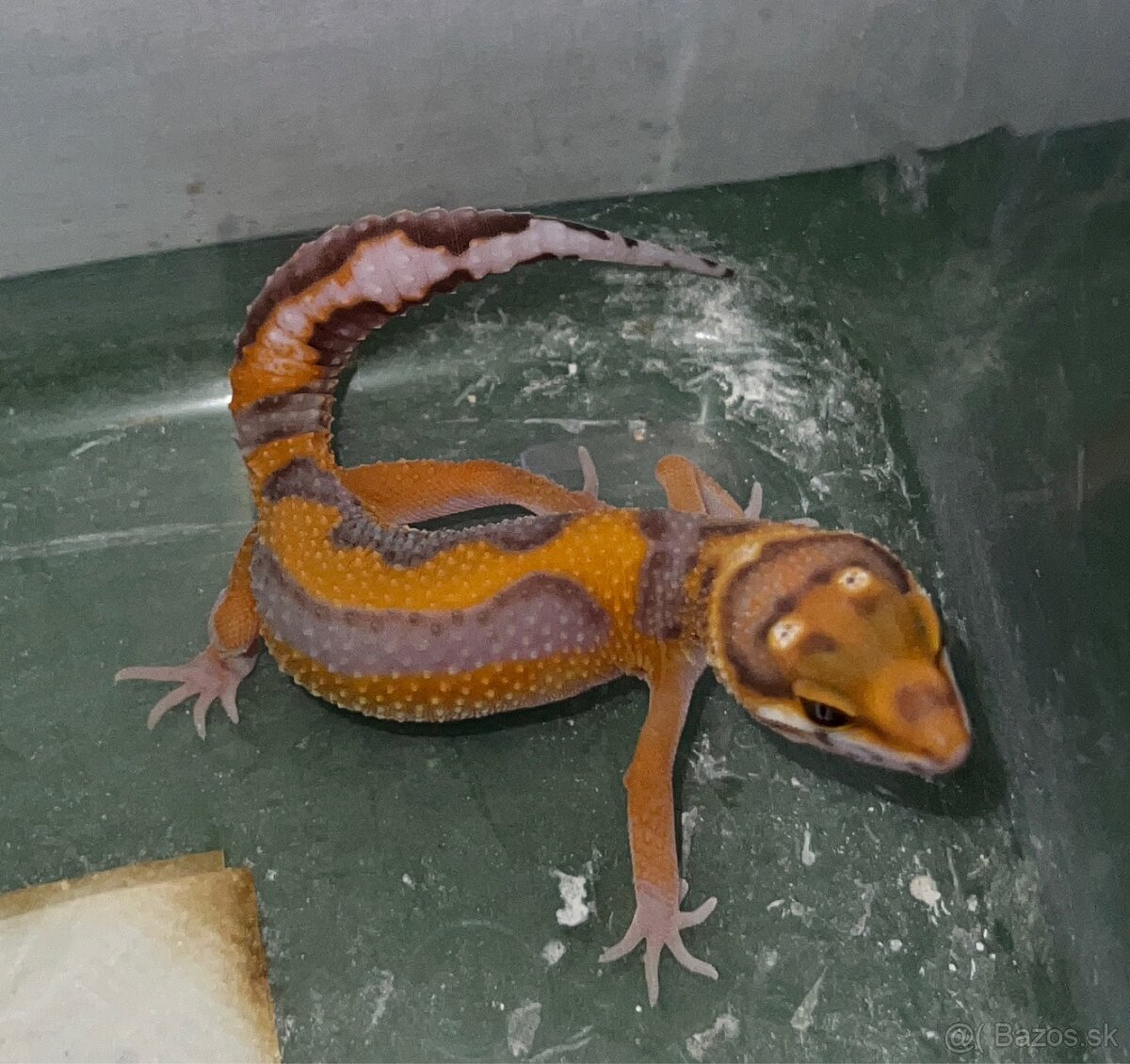 Gekončík nočný - super genetika