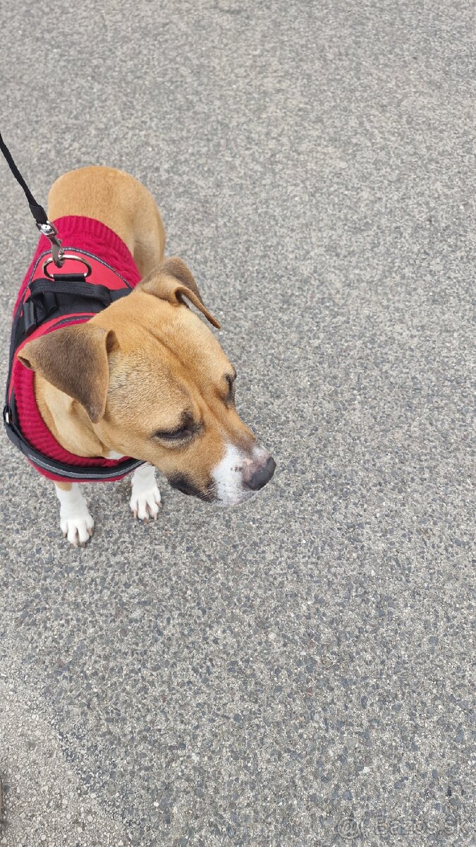 Šteniatka americky stafordšírsky terier