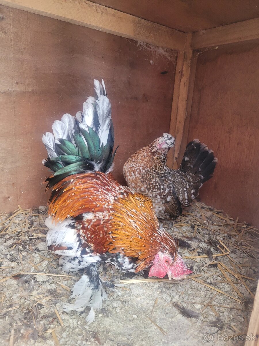 Zakrsle sliepky párik