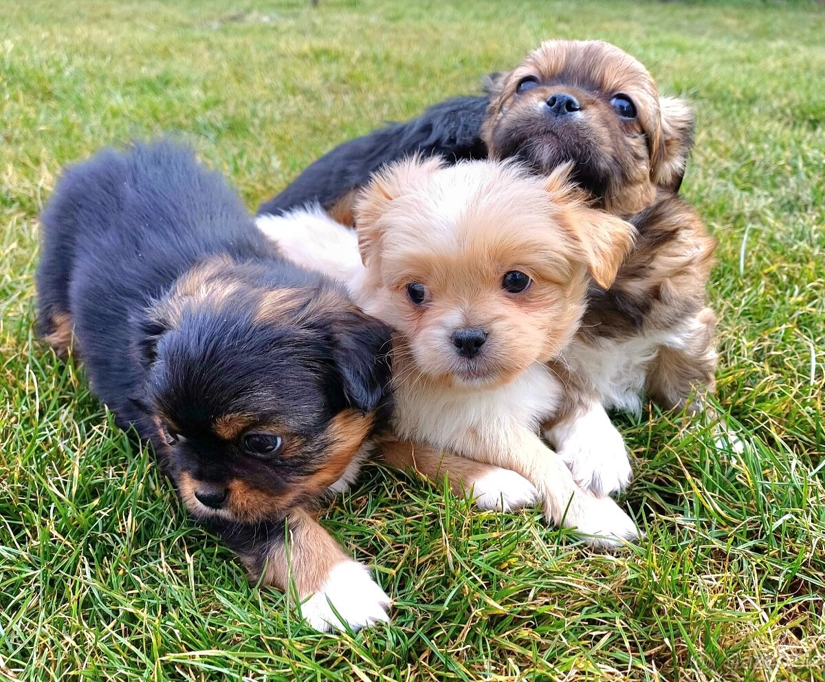 Tibetskỳ špániel šteniatko