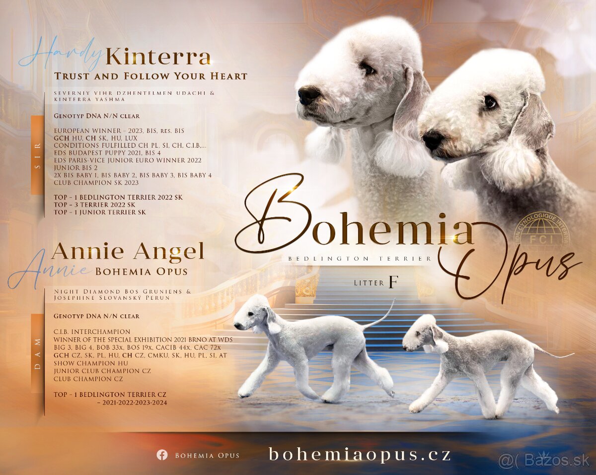 bedlington terrier - štěně