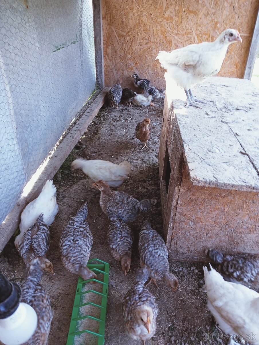Kuriatka na predaj
