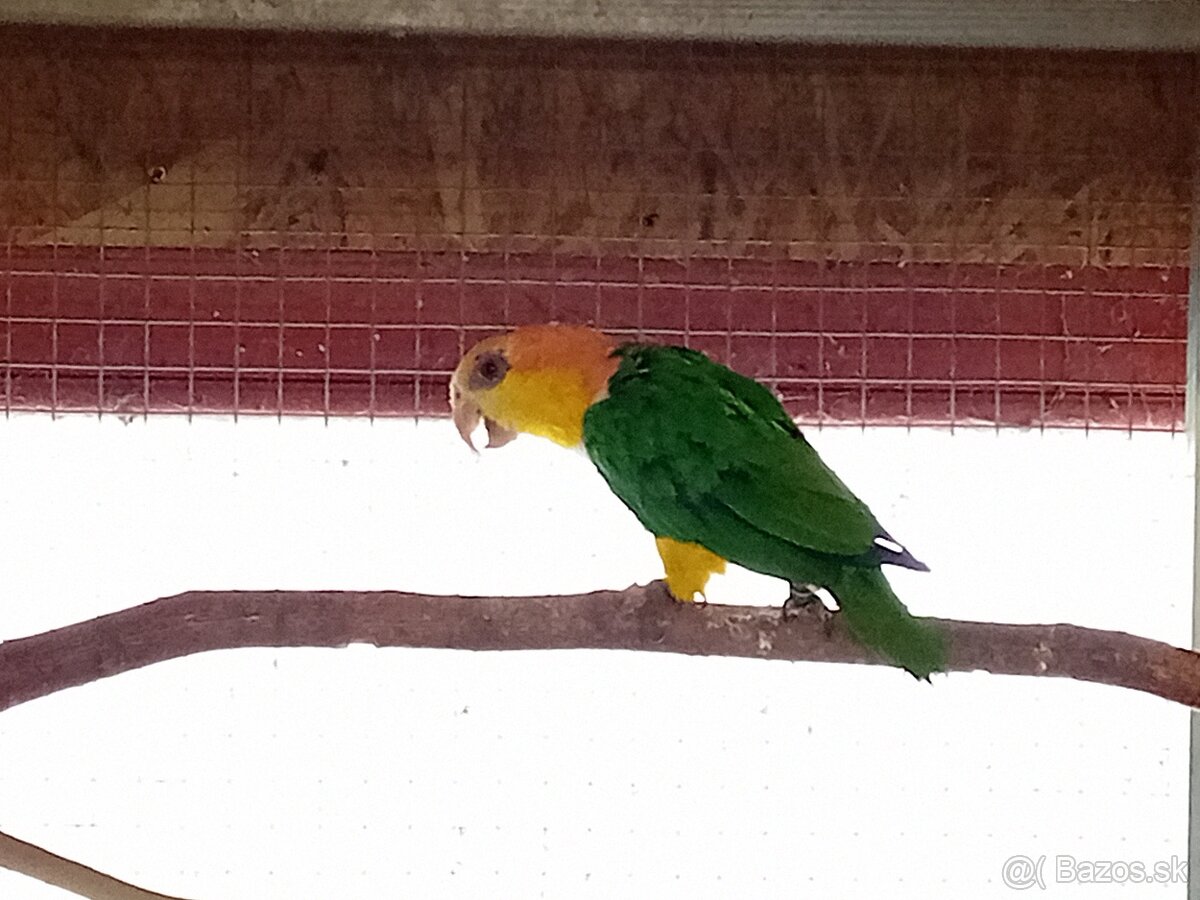 Pionites leucogaster